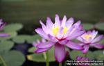 Photo: Nymphaea gigantea 1.