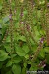 Photo: Ocimum tenuiflorum.