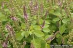 Photo: Ocimum tenuiflorum 3.