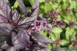 Photo: Ocimum basilicum 10.