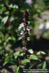 Photo: Ocimum basilicum 3.