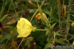 Photo: Oenothera macrocarpa 2.