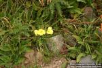 Photo: Oenothera macrocarpa 3.