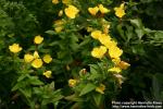 Photo: Oenothera fruticosa 3.