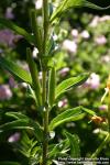 Photo: Oenothera biennis 12.