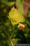 Photo: Oenothera biennis 13.