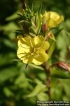 Photo: Oenothera villosa 1.