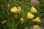 Photo: Oenothera macrocarpa 5.