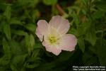 Photo: Oenothera speciosa.