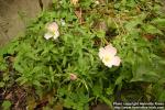 Photo: Oenothera speciosa 1.