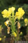 Photo: Oenothera biennis 18.