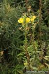 Photo: Oenothera biennis 21.