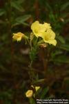 Photo: Oenothera biennis 14.