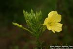 Photo: Oenothera biennis 16.