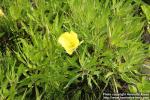 Photo: Oenothera macrocarpa 11.