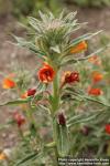 Photo: Oenothera versicolor 1.