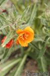 Photo: Oenothera versicolor 2.