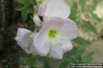 Photo: Oenothera speciosa 3.