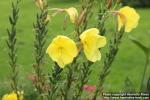 Photo: Oenothera biennis 24.