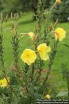 Photo: Oenothera biennis 22.