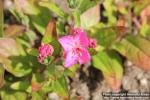 Photo: Oenothera kunthiana 4.