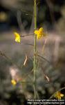 Photo: Oenothera 1.