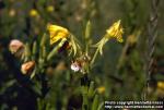 Photo: Oenothera biennis 1.