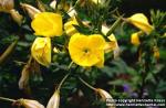 Photo: Oenothera biennis 4.