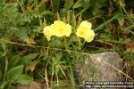 Photo: Oenothera macrocarpa 4.