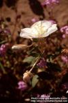 Photo: Oenothera deltoides 1.