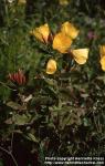 Photo: Oenothera fruticosa.