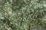 Photo: Olea europaea 0.