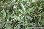 Photo: Olea europaea 3.