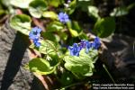 Photo: Omphalodes verna.