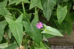 Photo: Onoseris hastata.