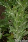 Photo: Onopordum acanthium 4.