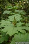 Photo: Oplopanax horridus 3.