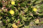 Photo: Opuntia 4.