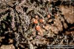 Photo: Opuntia kleiniae.