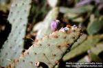 Photo: Opuntia engelmannii.