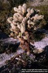 Photo: Opuntia bigelovii.