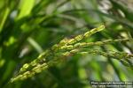 Photo: Oryza sativa 3.