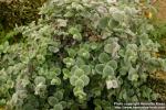 Photo: Origanum dictamnus.