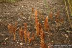 Photo: Orobanche lucorum.