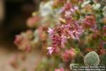 Photo: Origanum dictamnus 4.