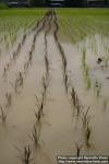 Photo: Oryza sativa 10.