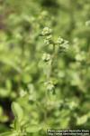 Photo: Origanum majorana 5.