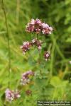 Photo: Origanum vulgare 10.