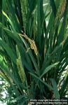 Photo: Oryza sativa 1.