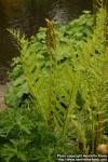 Photo: Osmunda cinnamomea 3.